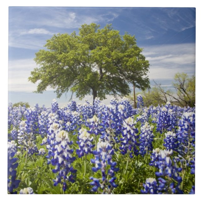 Azulejo Texas bluebonnets(lupinus texensis) y roble (Frente)
