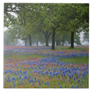 Azulejo Texas, Texas Hill Country, pincel de Texas y