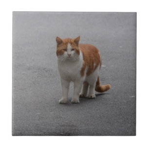 Azulejo Thomas Ginger Y Gato Blanco