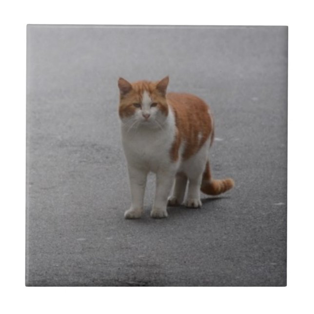 Azulejo Thomas Ginger Y Gato Blanco (Frente)