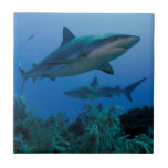 Azulejo Tiburón arrecife caribeño Jardines de la Reina<br><div class="desc">Pete Oxford / DanitaDelimont.com | Caribe,  Cuba | Parque nacional de los Jardines de la Reina del Tiburón Arrecife del Caribe (Carcharhinus perezi)</div>