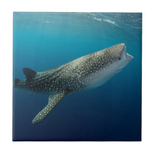 Azulejo Tiburón ballena Natación