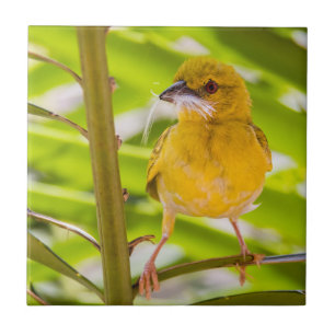 Azulejo Tiempo de construir el nido