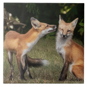 Azulejo ¿Tienes Una Moneda?