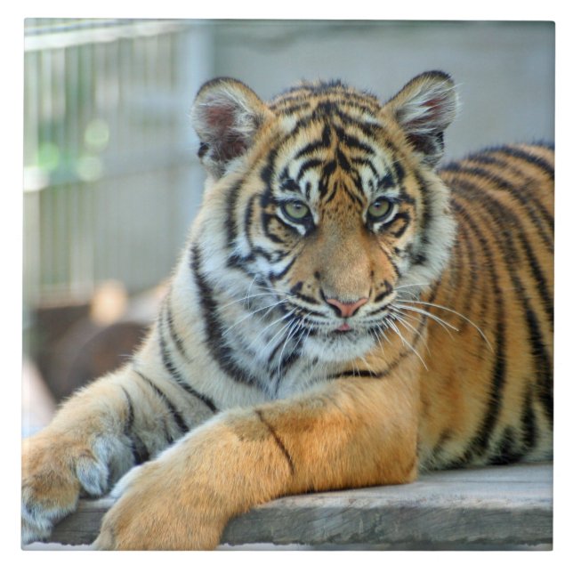 Azulejo Tiger 034 (Frente)