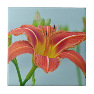 Azulejo Tiger Daylily