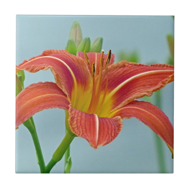Azulejo Tiger Daylily (Frente)