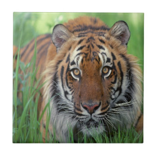 Azulejo Tigre