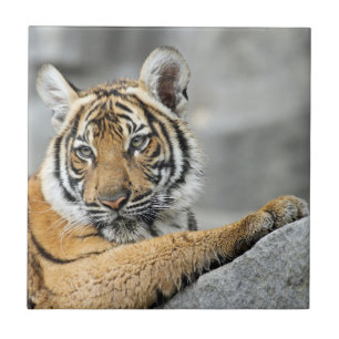 Azulejo Tigre017