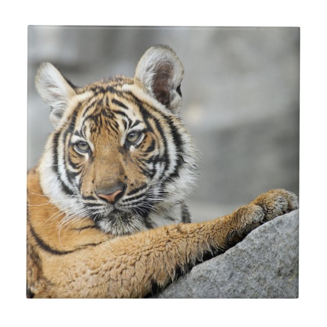 Azulejo Tigre017 (Frente)