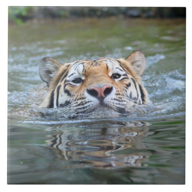 Azulejo Tigre20160201 (Frente)