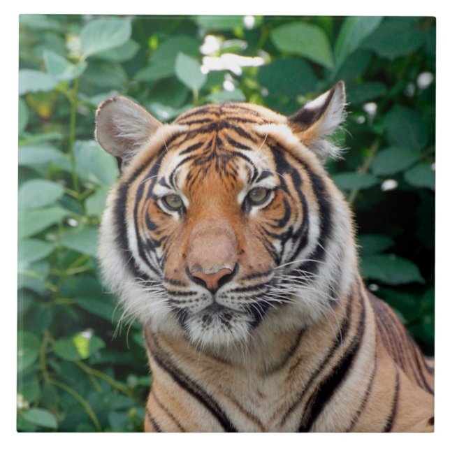 Azulejo Tigre 001 (Frente)