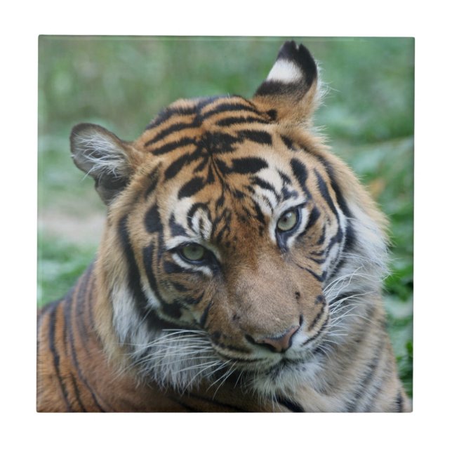 Azulejo Tigre 012 (Frente)