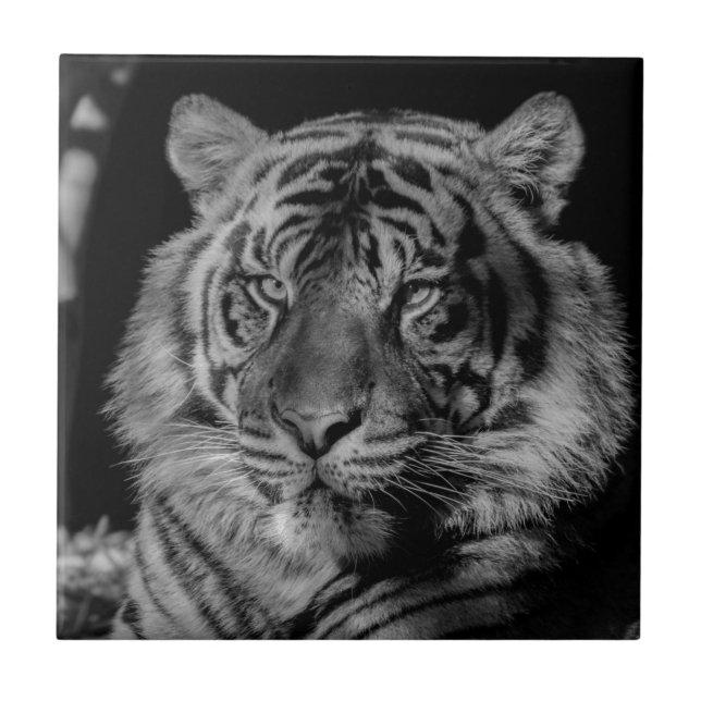 Azulejo Tigre blanco y negro (Frente)