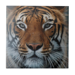 Azulejo Tigre, gato, tira, jungla, animal