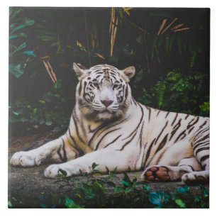 Azulejo Tigre mosaico cerámico
