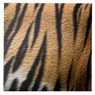 Azulejo tigre piel de animal textura de pelaje naturaleza