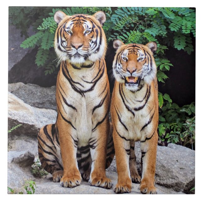 Azulejo Tigres, macho y hembra, (Frente)