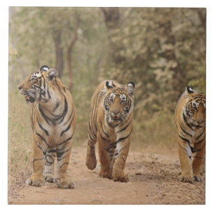 Azulejo Tigres reales de Bengala en la pista, Ranthambhor