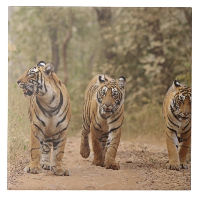 Azulejo Tigres reales de Bengala en la pista, Ranthambhor (Frente)