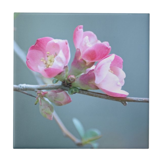 Azulejo Tile Apple Blossom #P0358 (Frente)