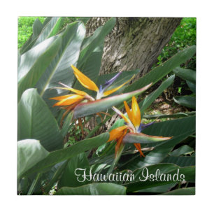 Azulejo Tile-Bird cerámica del paraíso