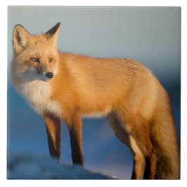 Azulejo Tile cerámico de Fox Brown