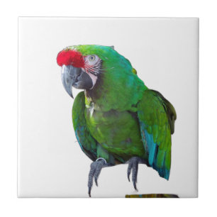 Azulejo Tile cerámico de loro verde