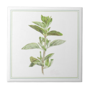 Azulejo Tile cerámico FRESH OREGANO 4.25x4.25 (-texto)