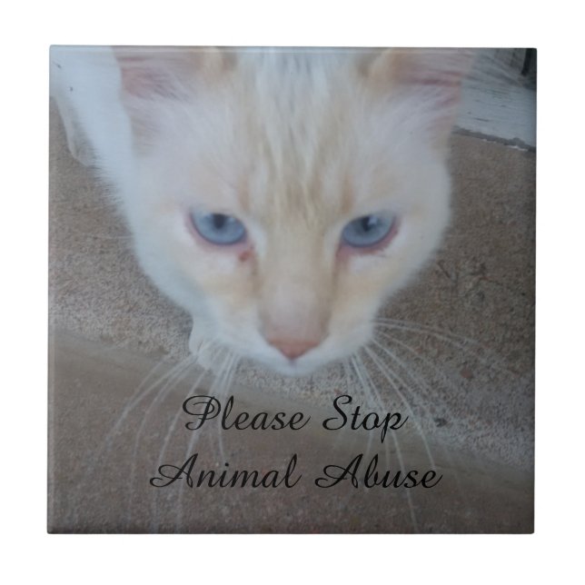 Azulejo Tile De Cerámica De Gato (Frente)