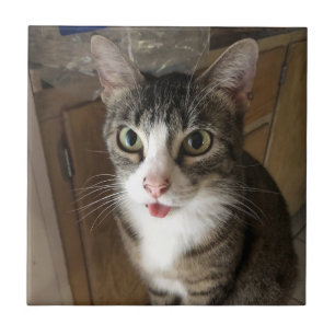 Azulejo Tile De Cerámica De Gato
