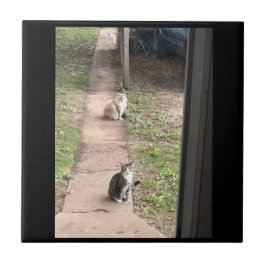 Azulejo Tile De Cerámica De Gato