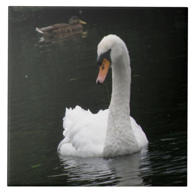 Azulejo Tile de cisne blanco (Frente)