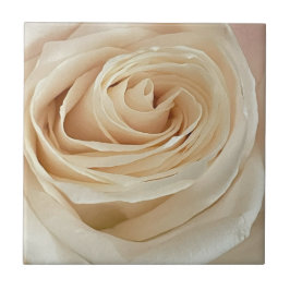 Azulejo Tile de fotos de la rosa blanca