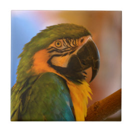 Azulejo Tile de loro de mano