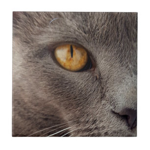 Azulejo Tile decorativo de cierre de gatos