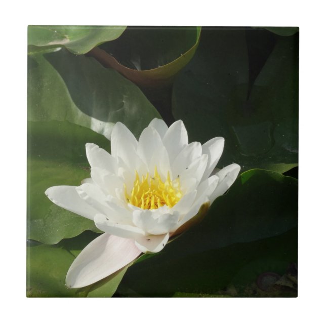 Azulejo Tile fotográfico blanco Lotus Floral (Frente)