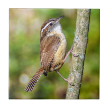 Tile fotográfico de Cerámica Carolina Wren