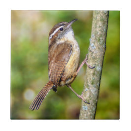 Azulejo Tile fotográfico de Cerámica Carolina Wren