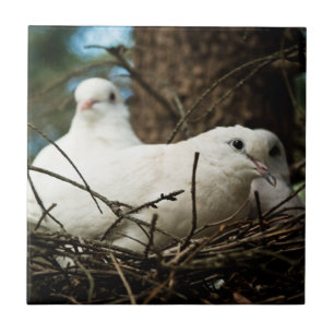 Azulejo Tile fotográfico de cerámica de árbol