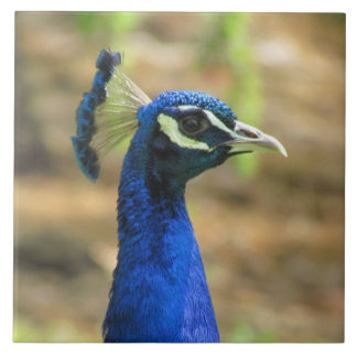 Azulejo Tile - Retrato de pavo real