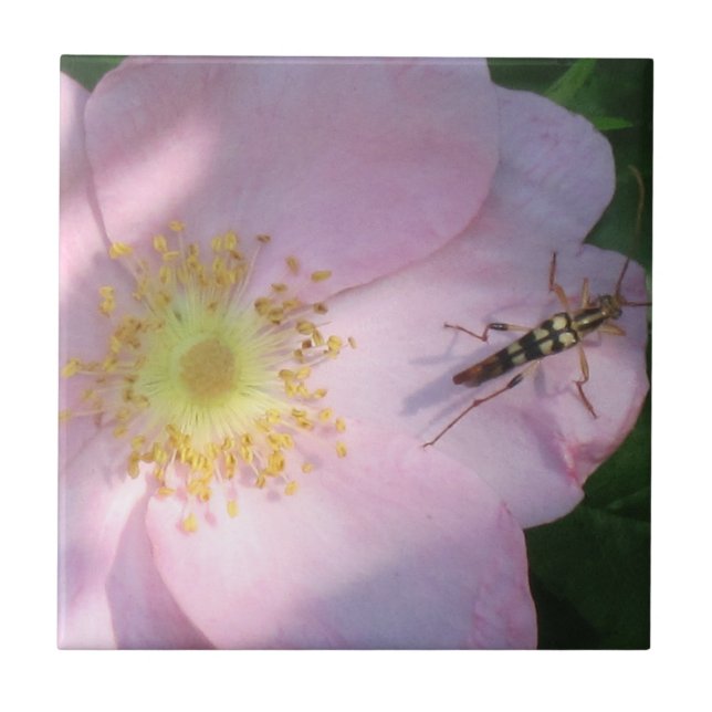 Azulejo Tile Rosa silvestre (Frente)