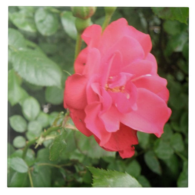 Azulejo Tile Rosa silvestre (Frente)