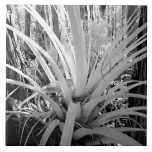 Azulejo Tillandsia epífita es común en la Florida,