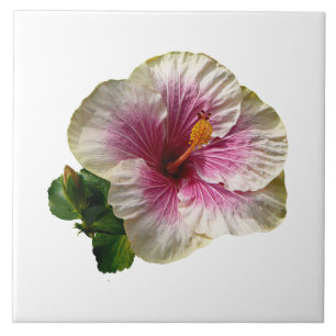 Azulejo Tiras de canela de Hibiscus