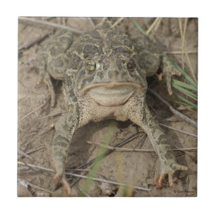Azulejo Toad Prairie R10