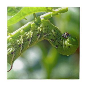 Azulejo Tomato Hornworm