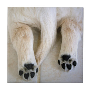 Azulejo Toques de cachorro de Golden Retriever