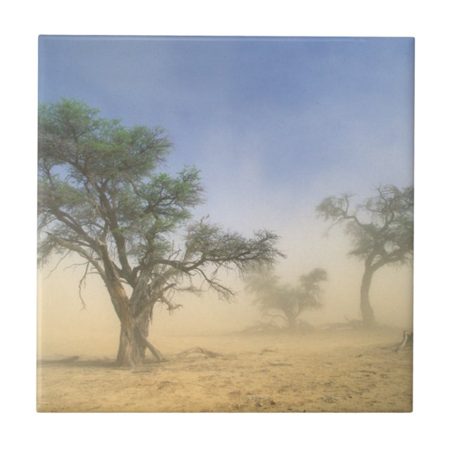 Azulejo Tormenta De Arena En El Desierto De Kalahari, Kgal (Frente)