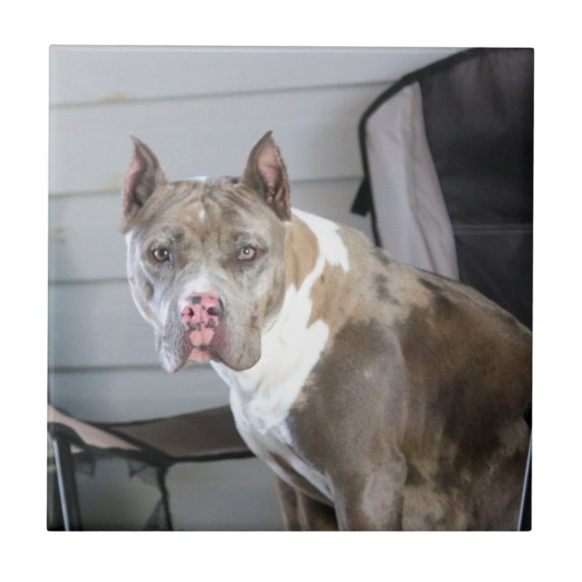 Azulejo Toro de pozo (Frente)